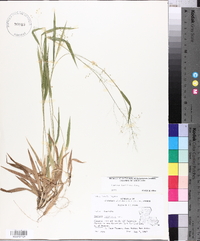 Panicum laxiflorum image