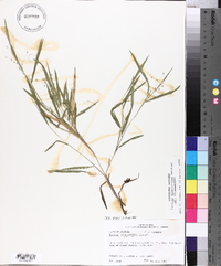 Panicum oligosanthes image