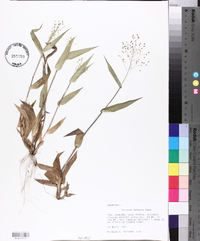 Panicum malacon image