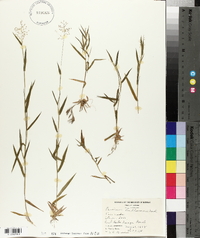 Panicum lindheimeri image