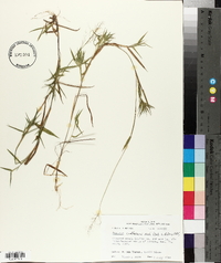 Panicum lindheimeri image