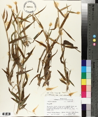 Panicum lindheimeri image