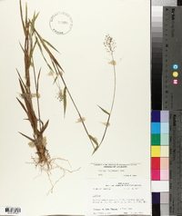 Panicum lindheimeri image