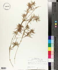 Panicum lindheimeri image