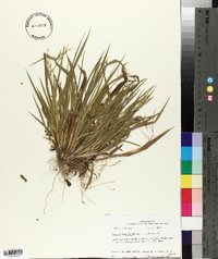 Panicum laxiflorum image