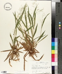 Panicum laxiflorum image