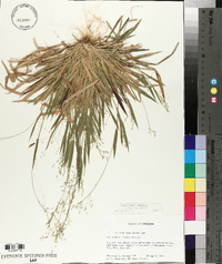 Panicum laxiflorum image