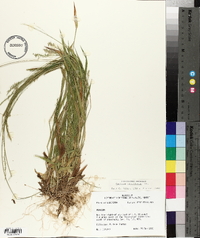 Panicum laxiflorum image