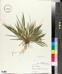 Panicum laxiflorum image