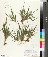 Panicum laxiflorum image