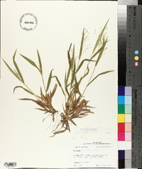 Panicum laxiflorum image