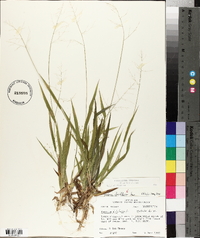 Panicum laxiflorum image