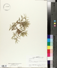 Panicum lindheimeri image