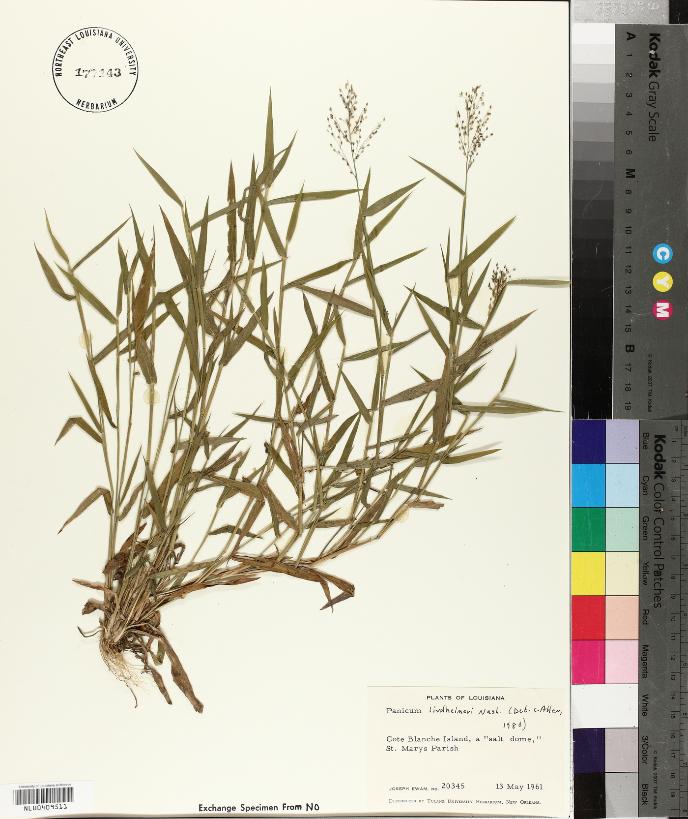 Panicum lindheimeri image