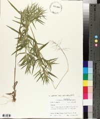 Panicum lindheimeri image