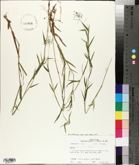 Panicum lindheimeri image