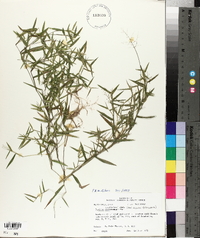 Panicum lindheimeri image