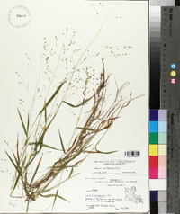 Kellochloa verrucosa image