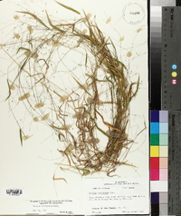 Kellochloa verrucosa image