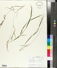 Kellochloa verrucosa image