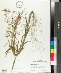 Kellochloa verrucosa image