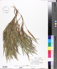 Panicum malacon image