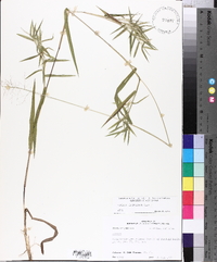 Panicum lindheimeri image