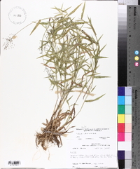 Panicum lindheimeri image