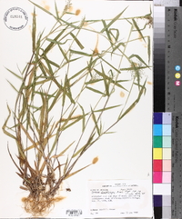 Panicum lindheimeri image