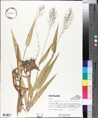 Panicum polyanthes image