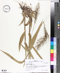 Panicum polyanthes image