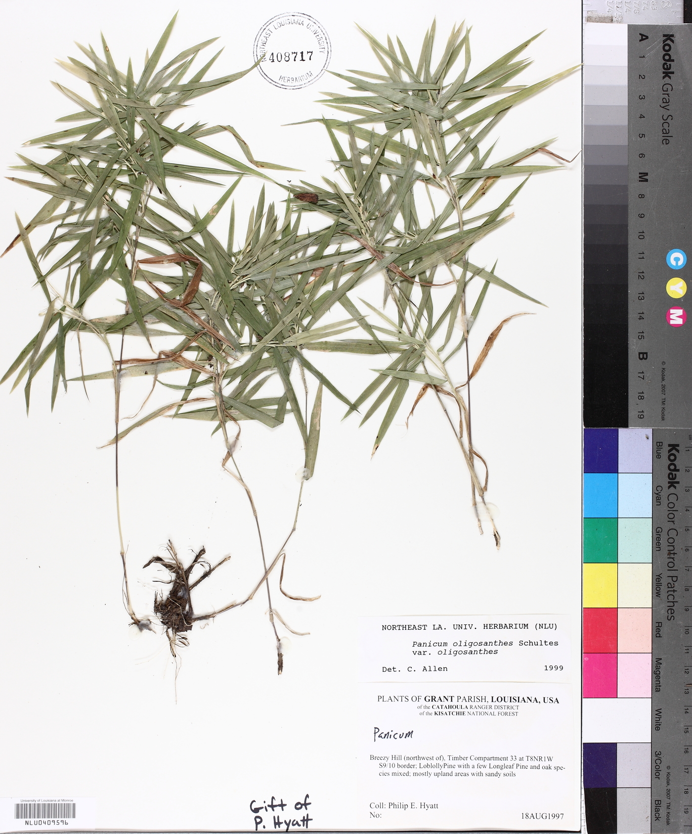 Panicum oligosanthes image