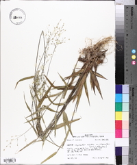 Panicum oligosanthes image