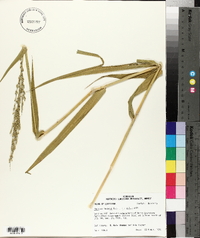 Urochloa texana image