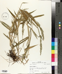 Urochloa texana image