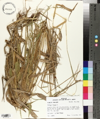 Urochloa texana image