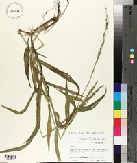 Urochloa texana image