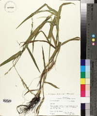 Urochloa texana image