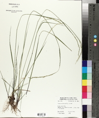 Panicum tenerum image