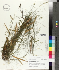 Kellochloa verrucosa image