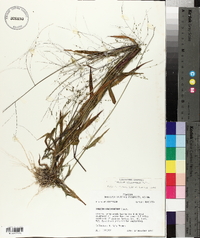 Kellochloa verrucosa image