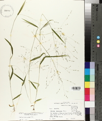 Kellochloa verrucosa image