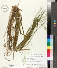 Kellochloa verrucosa image