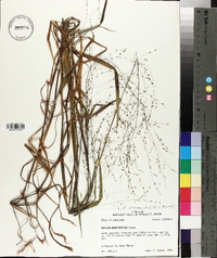 Kellochloa verrucosa image