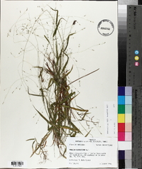 Kellochloa verrucosa image