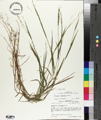 Kellochloa verrucosa image