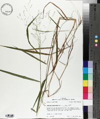 Kellochloa verrucosa image