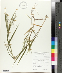 Kellochloa verrucosa image