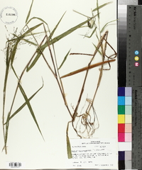 Kellochloa verrucosa image