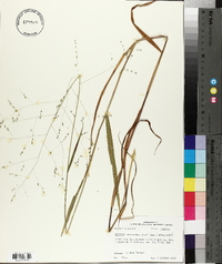 Kellochloa verrucosa image